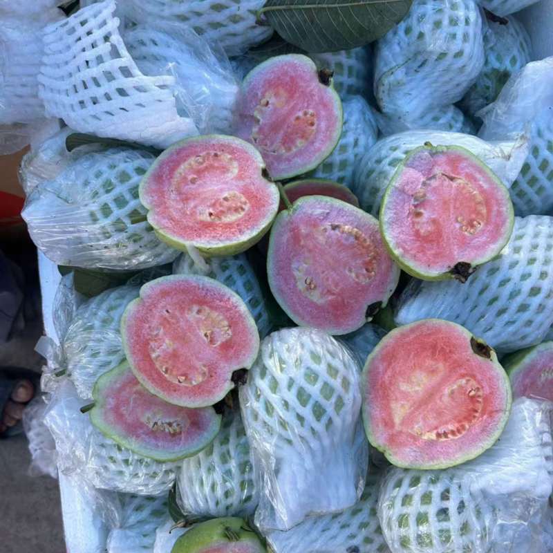 红心芭乐白心芭乐番石榴可视频看货产地直发