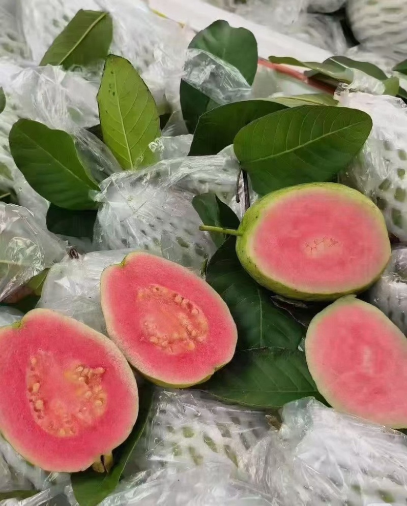 红心芭乐白心芭乐番石榴可视频看货产地直发