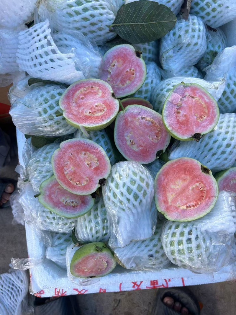 红心芭乐白心芭乐番石榴可视频看货产地直发