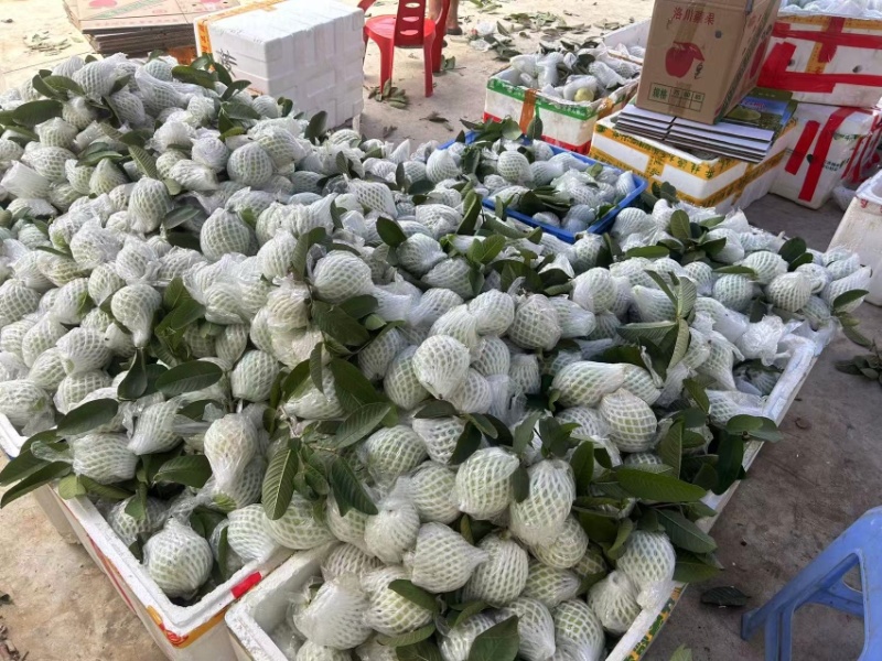 红心芭乐白心芭乐番石榴可视频看货产地直发