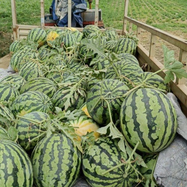 无嫁接自然授粉