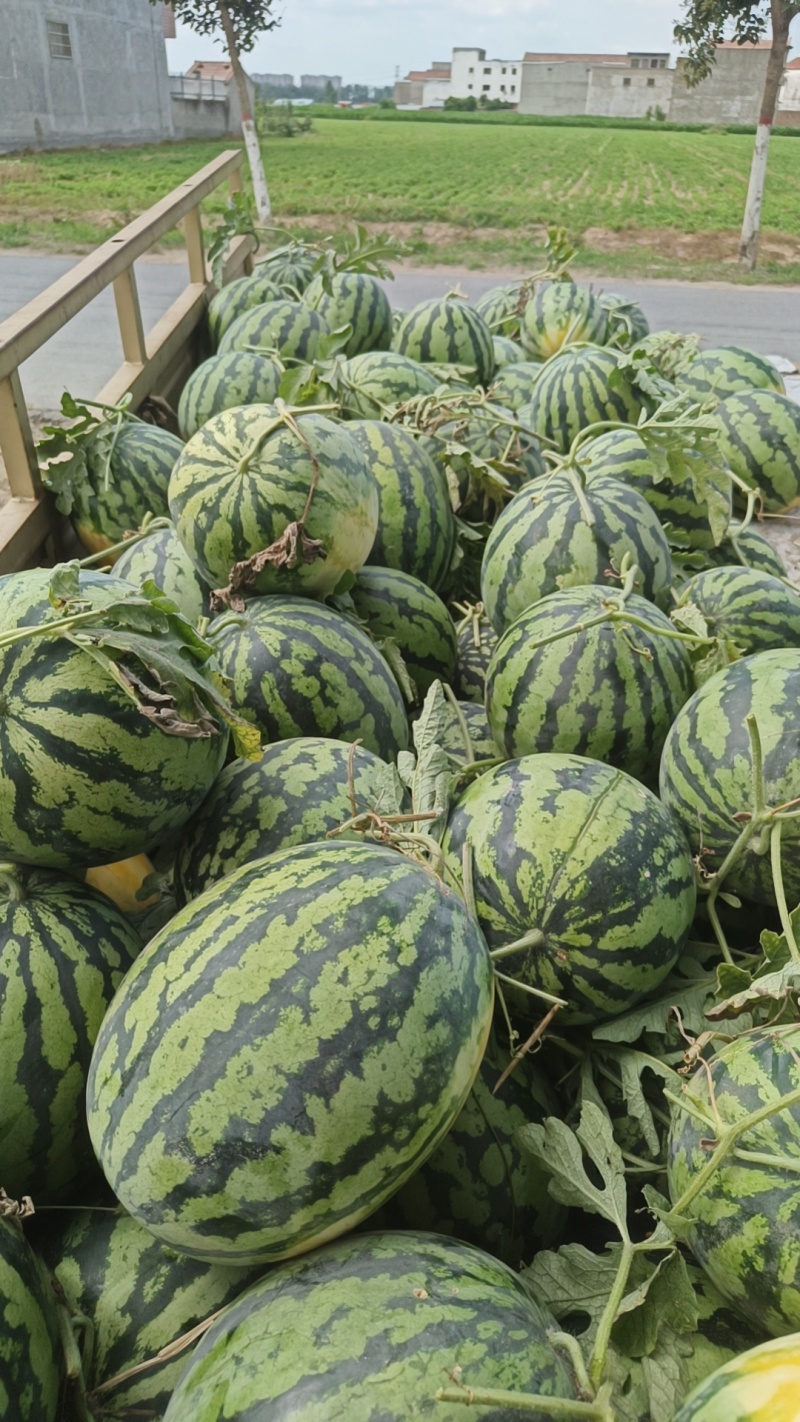 无嫁接自然授粉