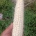 美玉27甜加糯鲜玉米
