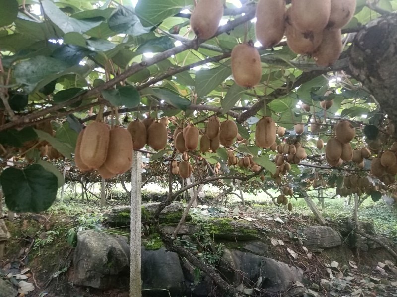 洪鑫果业