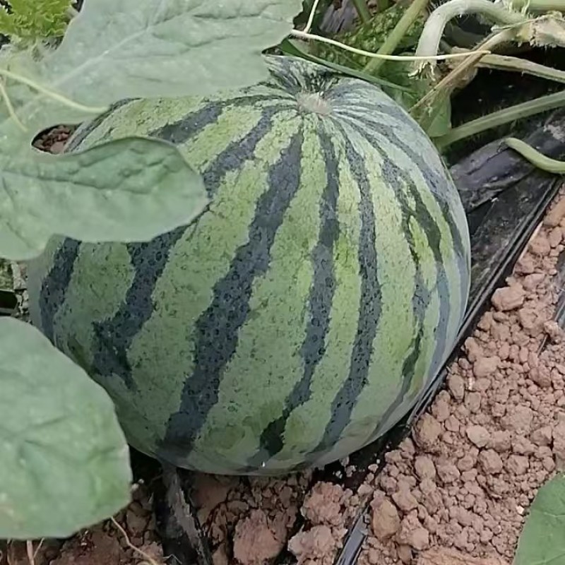 冰糖瓜美都西瓜个头匀称口感甜大棚露天头茬瓜需要的联系我