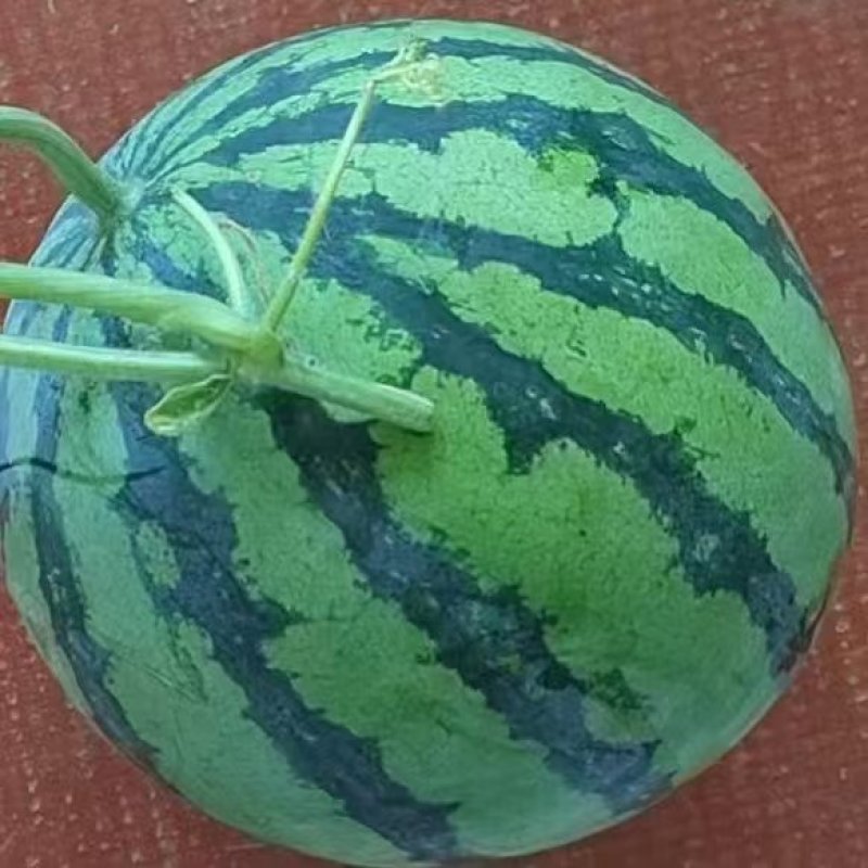 冰糖瓜美都西瓜个头匀称口感甜大棚露天头茬瓜需要的联系我