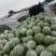 冰糖瓜美都西瓜个头匀称口感甜大棚露天头茬瓜需要的联系我