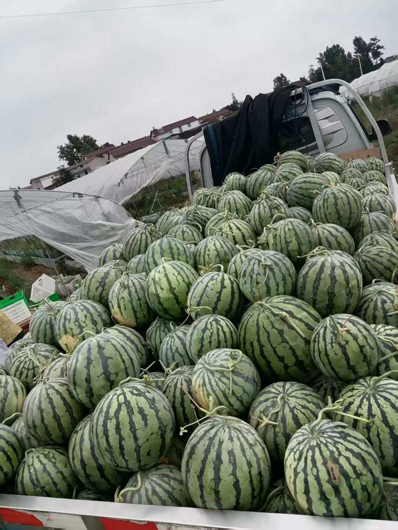 冰糖瓜美都西瓜个头匀称口感甜大棚露天头茬瓜需要的联系我