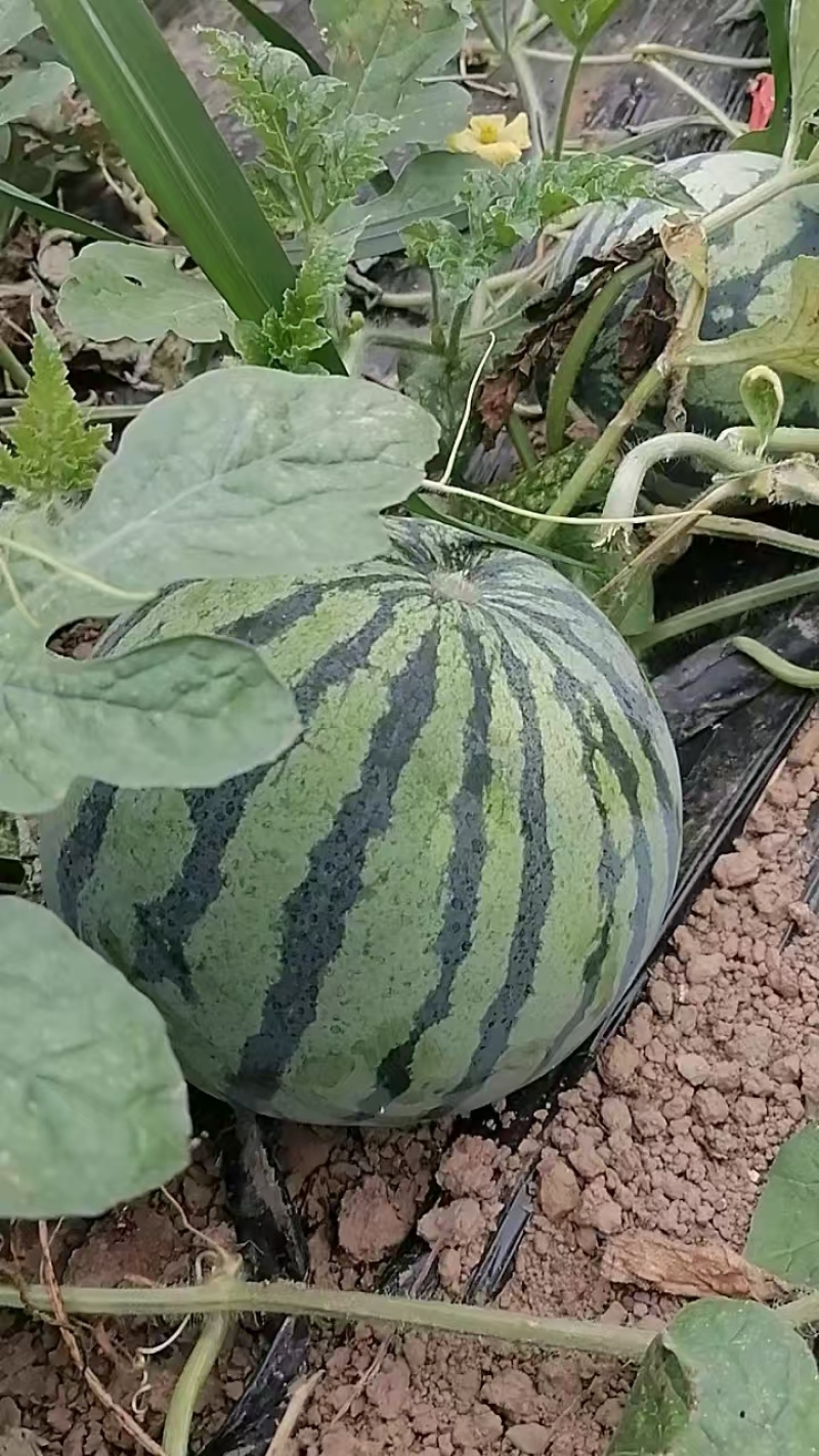 冰糖瓜美都西瓜个头匀称口感甜大棚露天头茬瓜需要的联系我