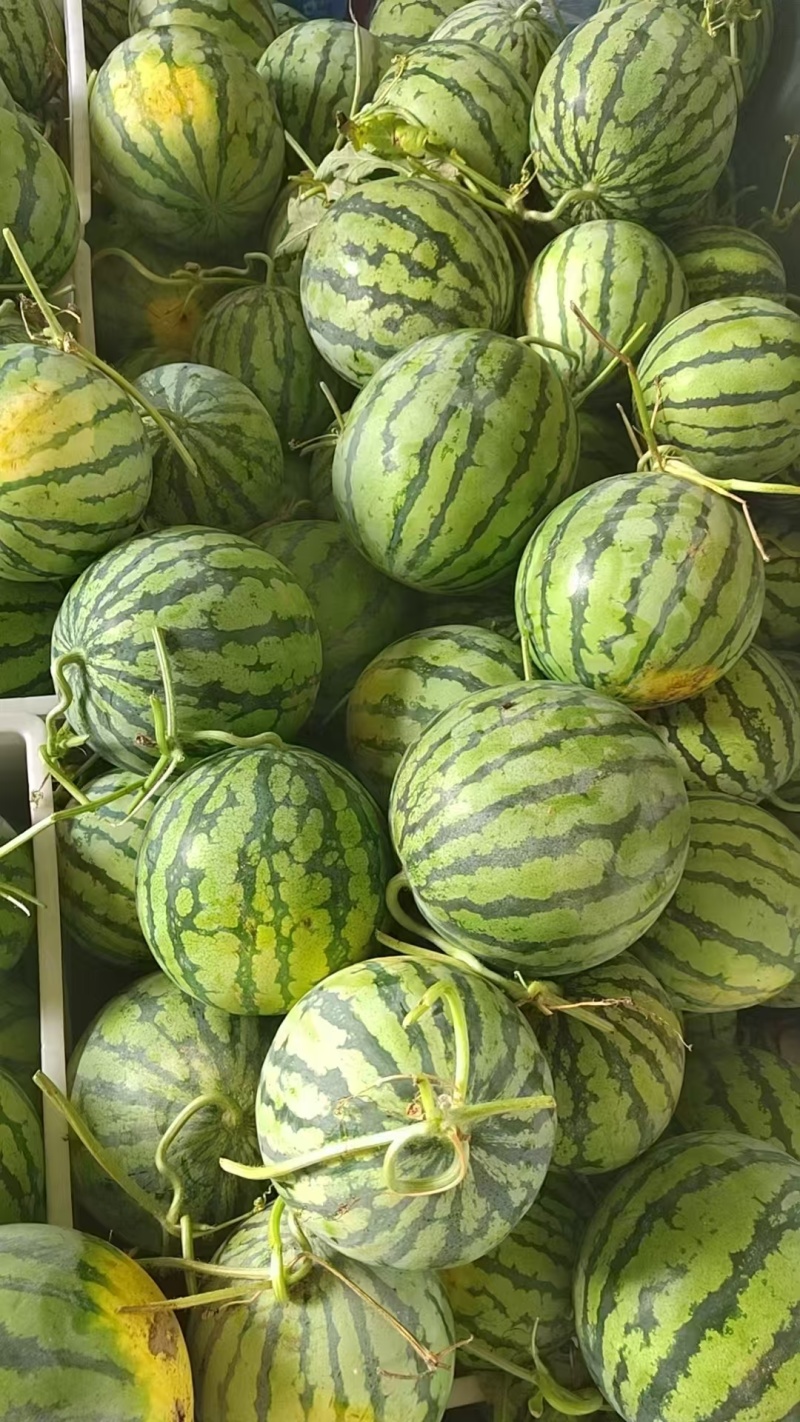 冰糖瓜美都西瓜个头匀称口感甜大棚露天头茬瓜需要的联系我
