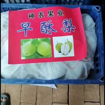 酥梨种植基地现摘装保质量