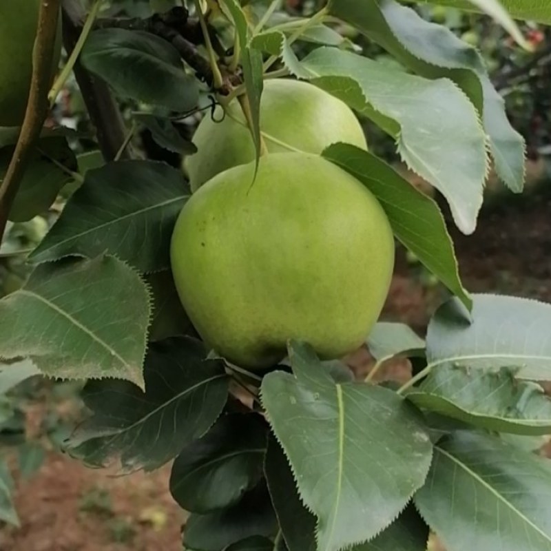 酥梨种植基地现摘装保质量