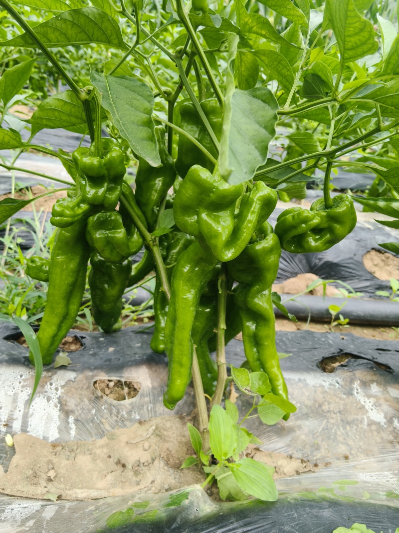 产地：露天种植基地供货：现摘现发，整车/散批均