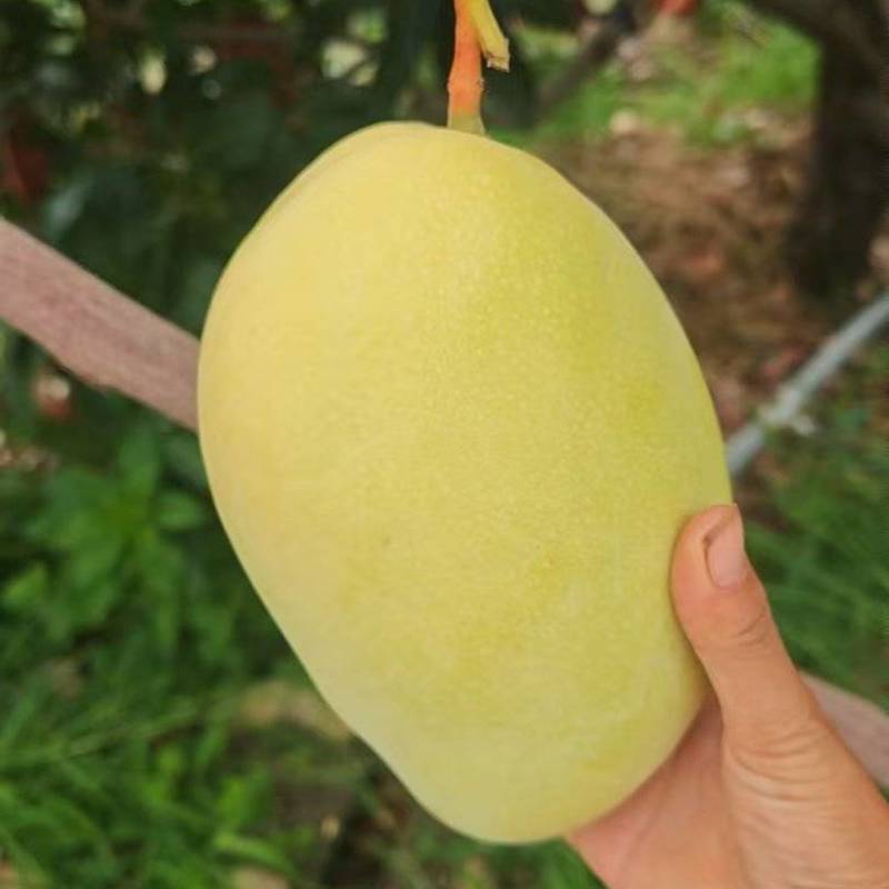 黄袋凯特