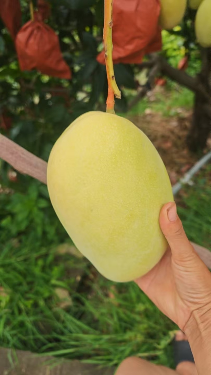 黄袋凯特