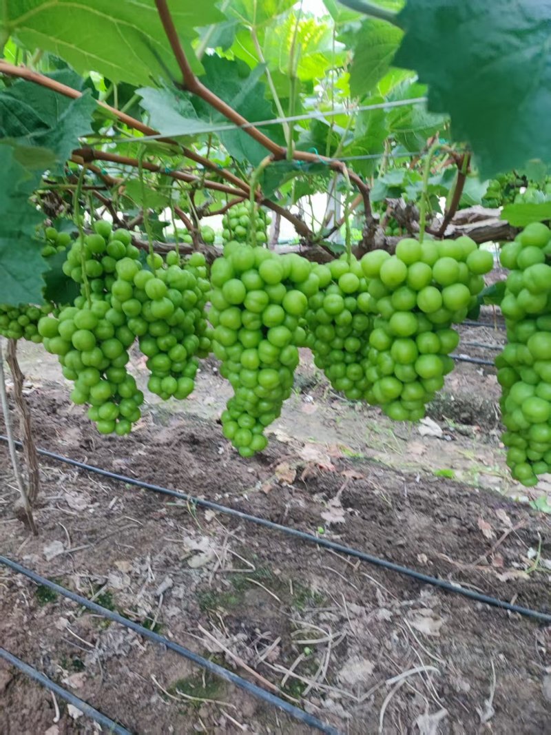 阳光玫瑰大量上市，价格优美，欢迎询价