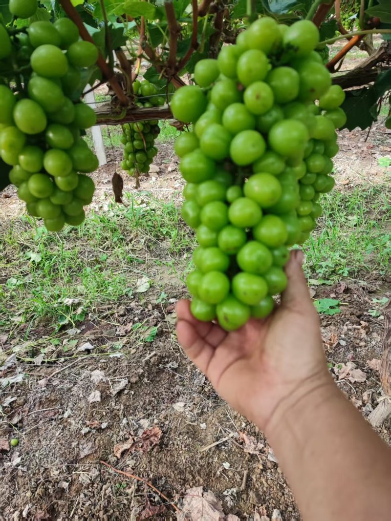 阳光玫瑰大量上市，价格优美，欢迎询价