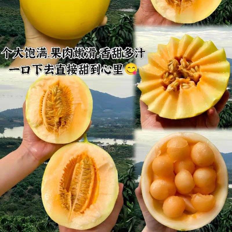 （民勤蜜瓜）甘肃哈密瓜/一件代发/电商货源/可开发票