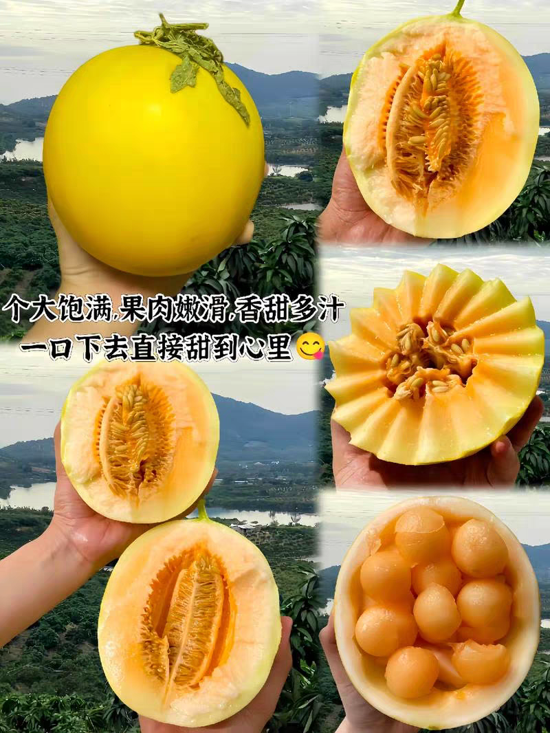 （民勤蜜瓜）甘肃哈密瓜/一件代发/电商货源/可开发票