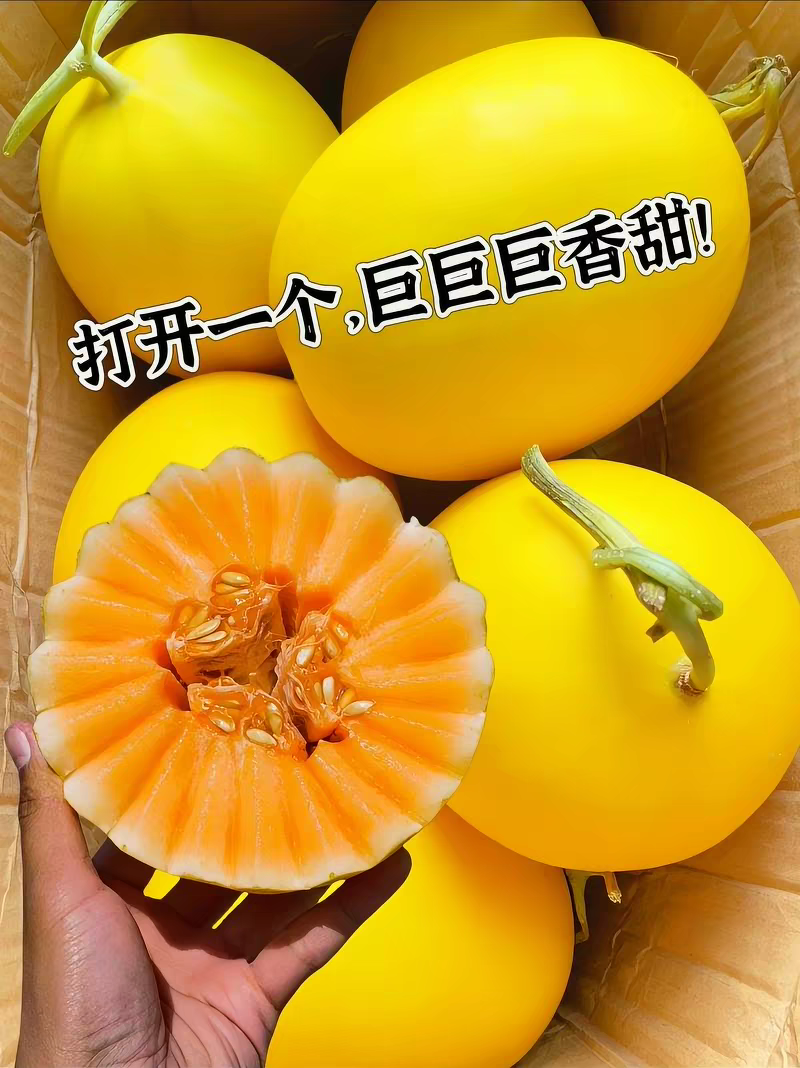 （民勤蜜瓜）甘肃哈密瓜/一件代发/电商货源/可开发票