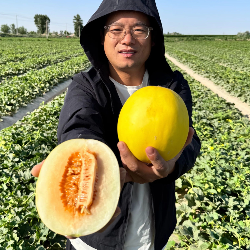 （民勤蜜瓜）甘肃哈密瓜/一件代发/电商货源/可开发票