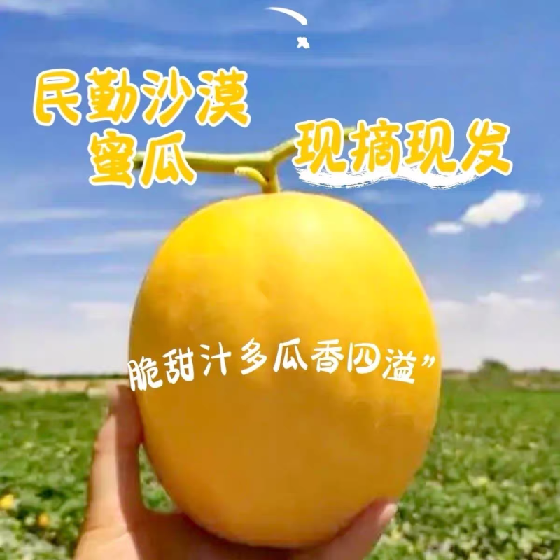 （民勤蜜瓜）甘肃哈密瓜/一件代发/电商货源/可开发票