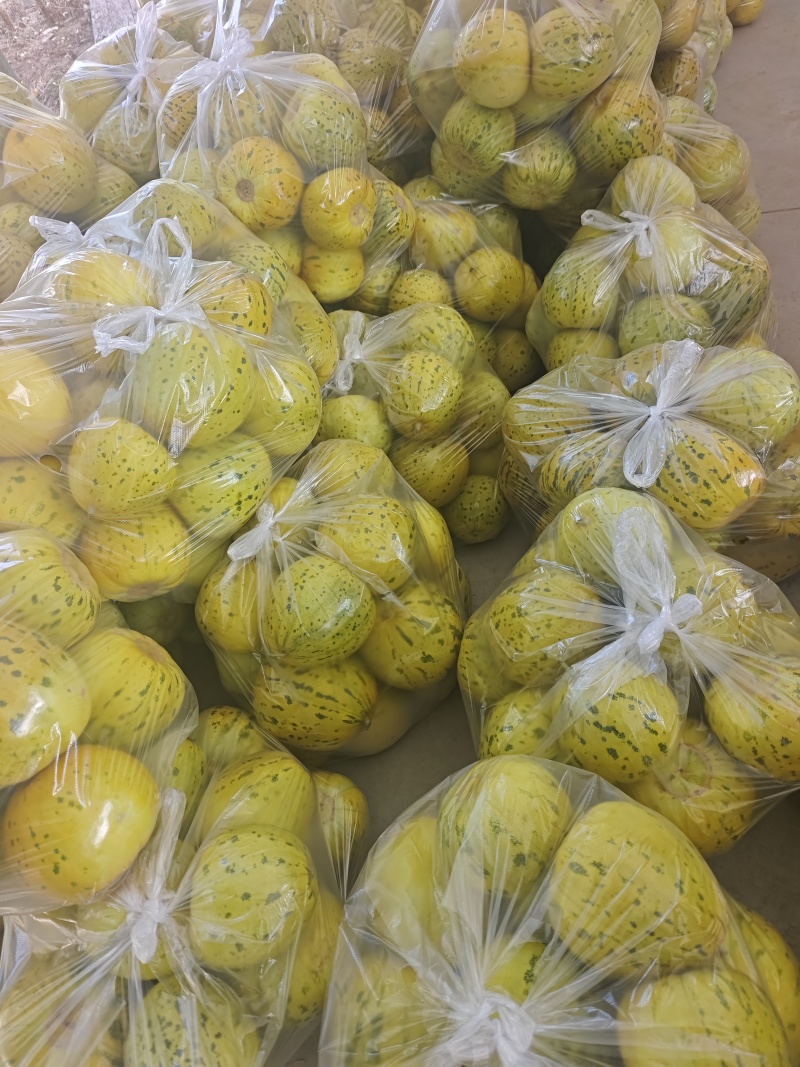 精品美浓，花密香瓜大量有货，需要的老板抓紧联系