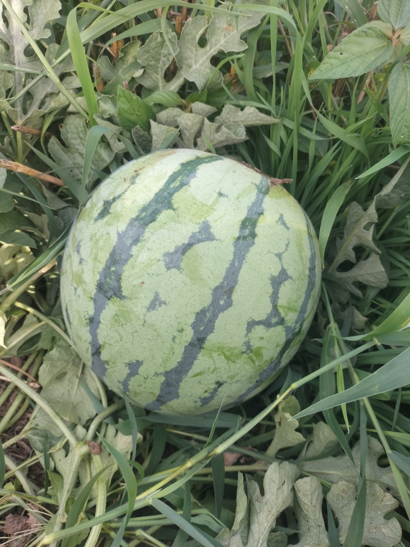 新美都西瓜