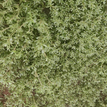 野生马齿菜