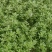 野生马齿菜