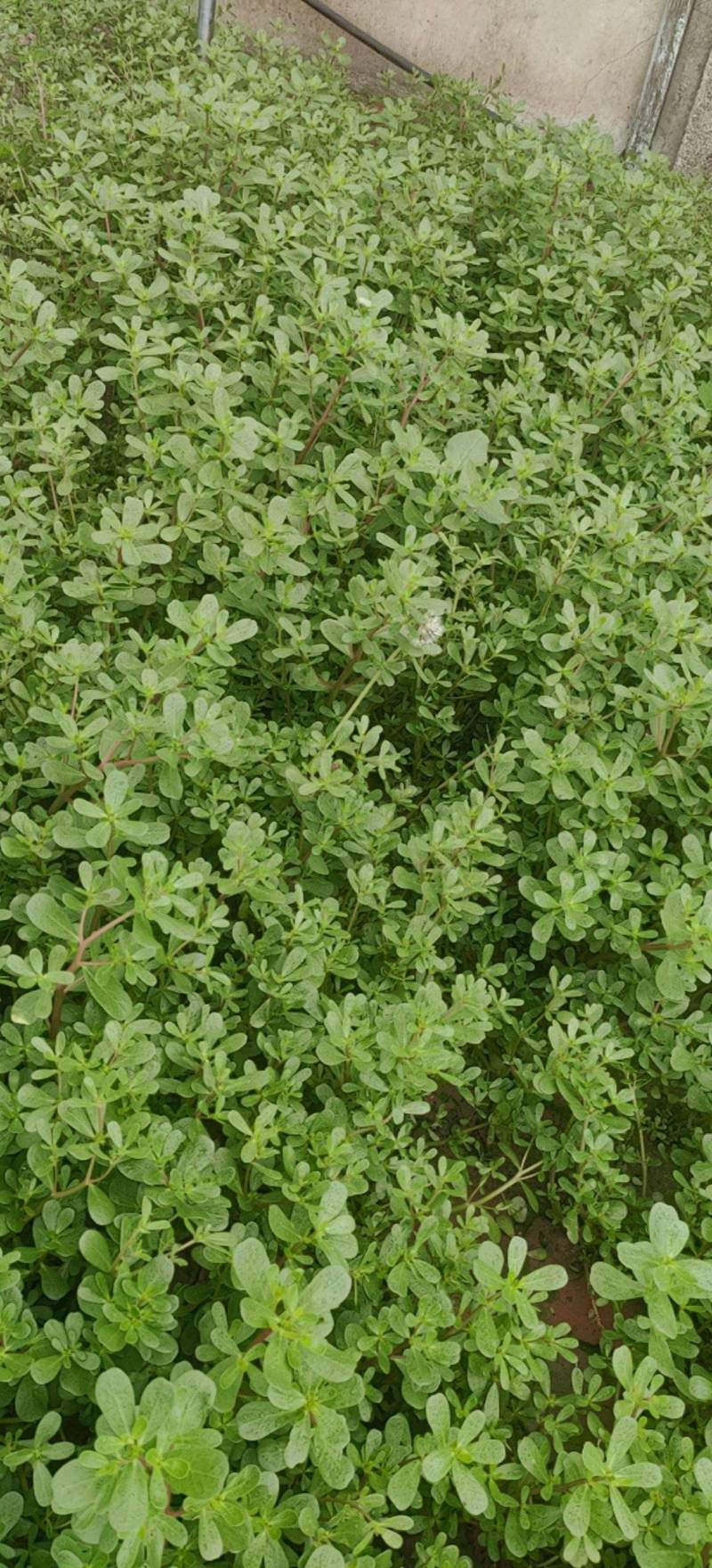 野生马齿菜
