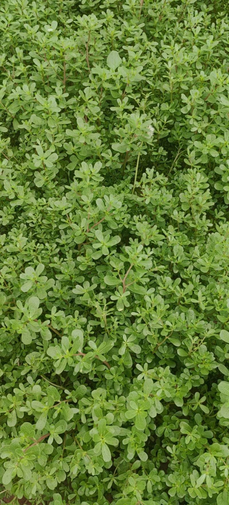 野生马齿菜