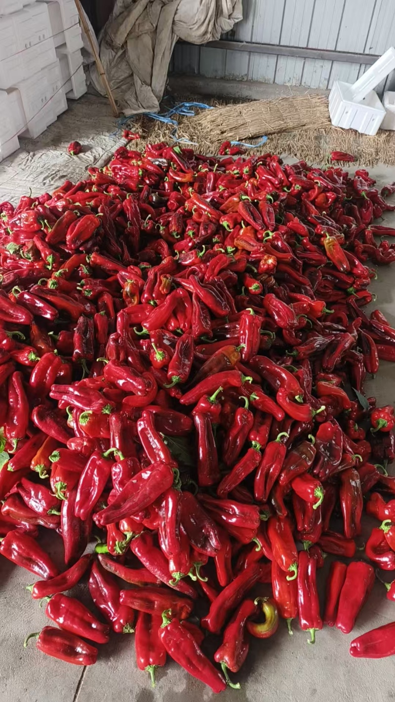 红泡椒，货源充足，产地直销，一手货源，全国发货！