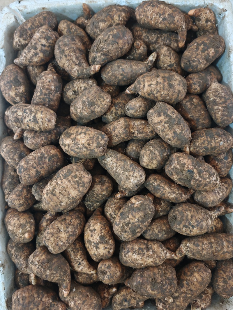 天麻新鲜天麻现挖现卖基地一手货源。云南湖北天麻甘肃天麻