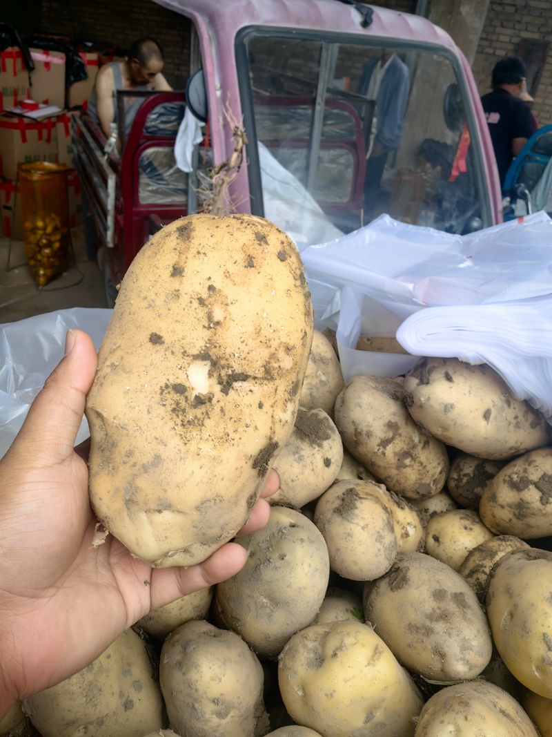定西土豆！量大从优。***********