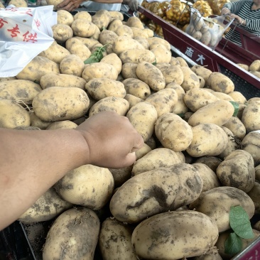 定西土豆！量大从优。***********