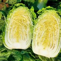 张家口黄心白菜，产地一手货源，代发全国各地一条龙诚信经营