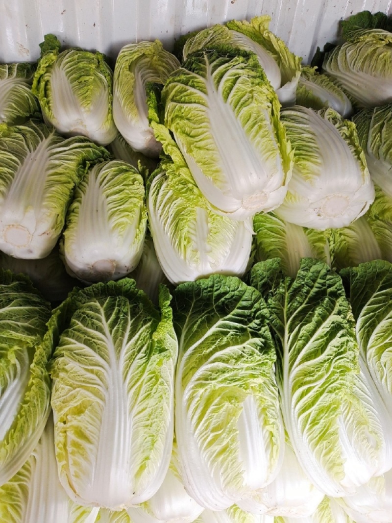张家口黄心白菜，产地一手货源，代发全国各地一条龙诚信经营
