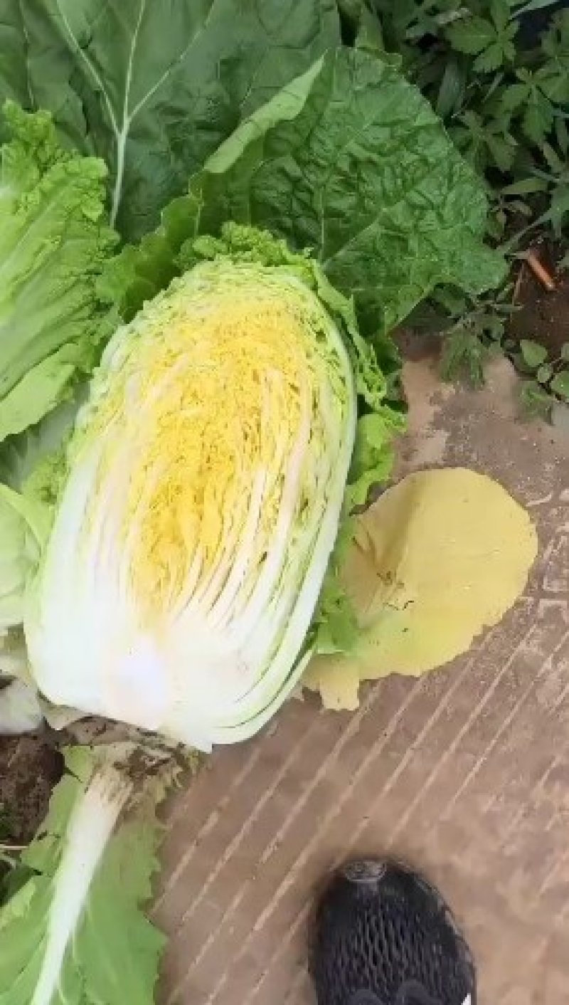 张家口黄心白菜，产地一手货源，代发全国各地一条龙诚信经营