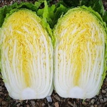 黄心白菜河北精品白菜，基地直供，产地代发全国，一条龙服务