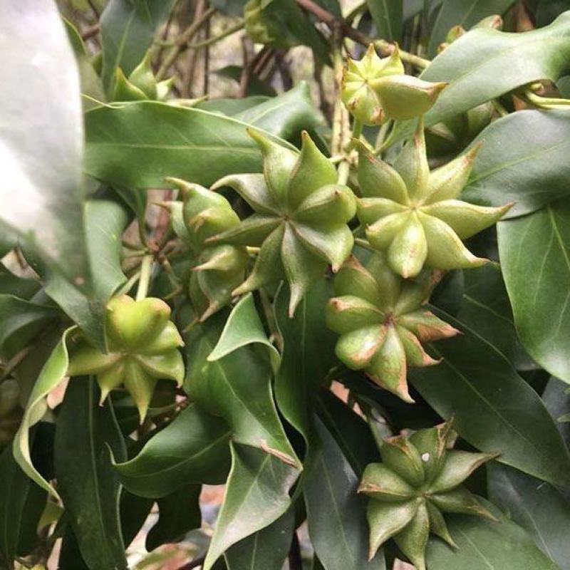 广西正宗大料新鲜现摘八角新货特级出口大茴香调料卤味