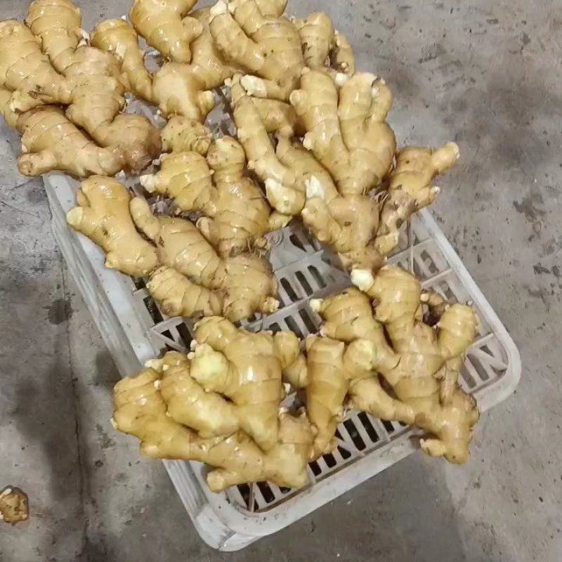 山东生姜产地直供全国对接各种供应链一手货源