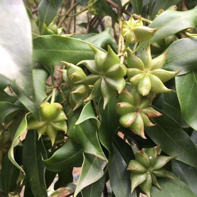广西正宗大料新鲜现摘八角新货特级出口大茴香调料卤味