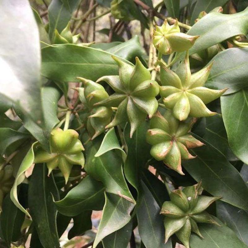 广西正宗大料新鲜现摘八角新货特级出口大茴香调料卤味