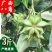 广西正宗大料新鲜现摘八角新货特级出口大茴香调料卤味