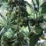 广西正宗大料新鲜现摘八角新货特级出口大茴香调料卤味