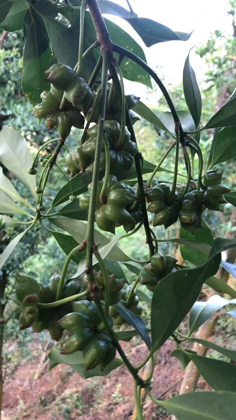 广西正宗大料新鲜现摘八角新货特级出口大茴香调料卤味
