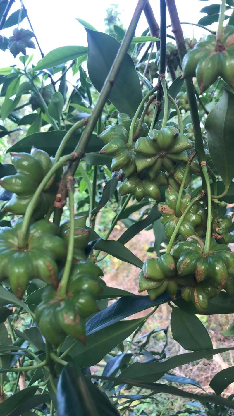 广西正宗大料新鲜现摘八角新货特级出口大茴香调料卤味