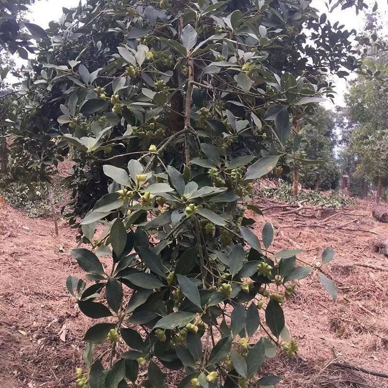 广西正宗大料新鲜现摘八角新货特级出口大茴香调料卤味