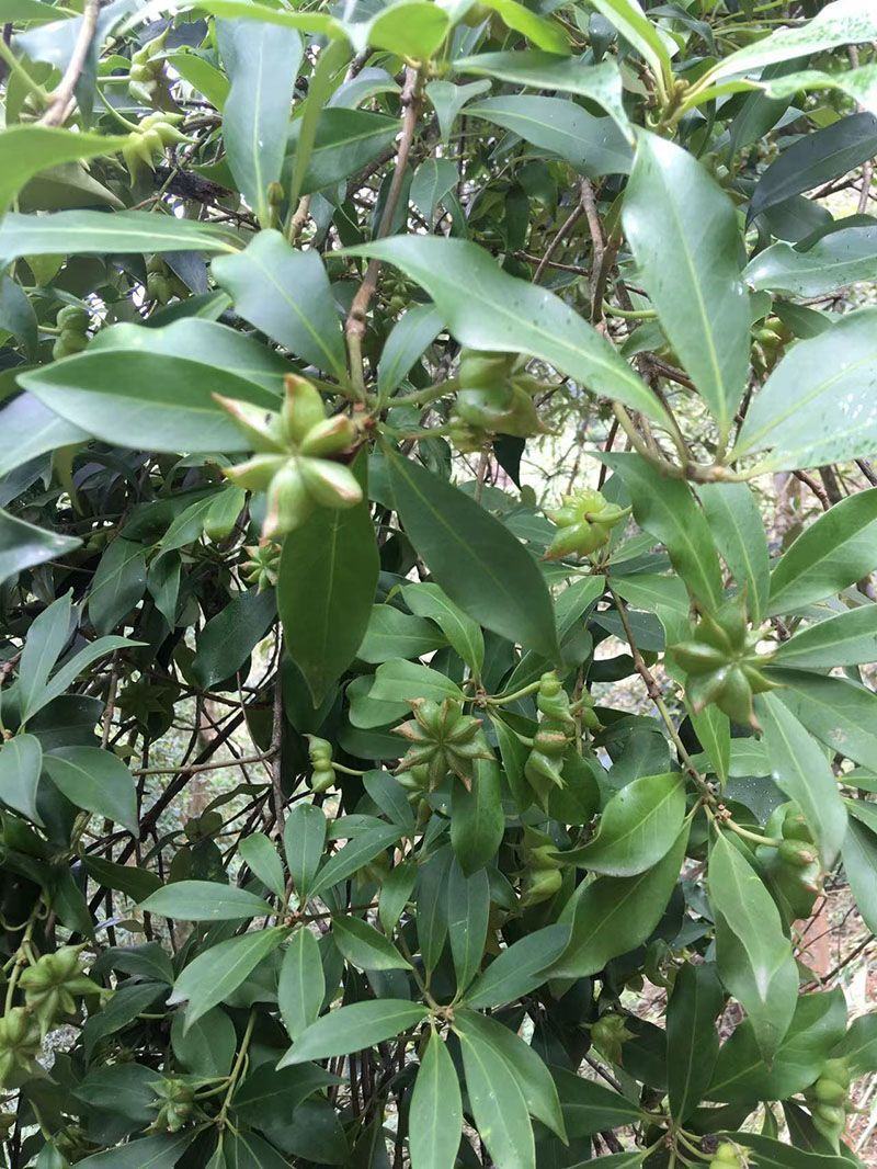 广西正宗大料新鲜现摘八角新货特级出口大茴香调料卤味